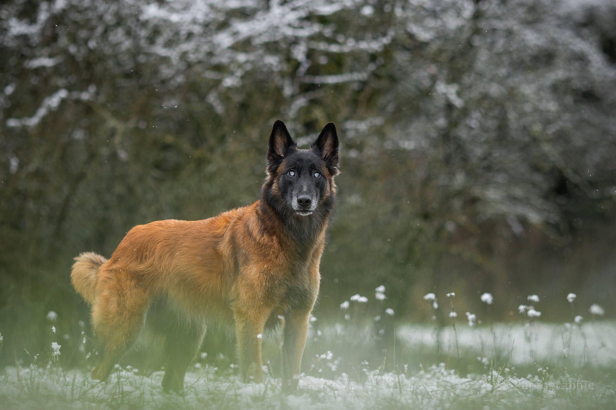 Joyce a rejoint le concours — aidez-le/la à gagner de superbes lots ! ancient_dog_breeds, canidae, carnivore, dog, dog_breed, east_european_shepherd, fawn, grass, guard_dog, herding_dog, hunting_dog, king_shepherd, old_german_shepherd_dog, sporting_group, tail, terrestrial_animal, water, wildlife, working_animal, working_dog
