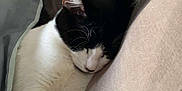 Hestia a rejoint le concours — aidez-le/la à gagner de superbes lots ! cat, sleeping, black_and_white, paw, blanket, cozy, indoor, cute, nap, fur, pet, resting, soft, comfort, whiskers, animal, domestic, relaxed, cushion, bed