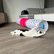 Hestia a rejoint le concours — aidez-le/la à gagner de superbes lots ! cat, black_and_white, playing, toy_mouse, cat_tunnel, wooden_floor, living_room, sofa, cushion, bag, modern_interior, stretching, pet, indoor, fur, whiskers, paw, playful, animal, home