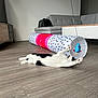 cat, black_and_white, playing, toy_mouse, cat_tunnel, wooden_floor, living_room, sofa, cushion, bag, modern_interior, stretching, pet, indoor, fur, whiskers, paw, playful, animal, home