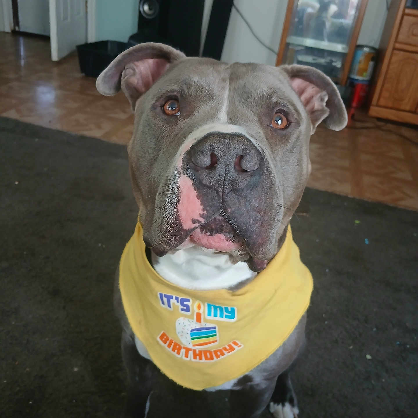 Blaze is registered to the contest to win money with this photo: adult, animal, boxer, bulldog, canine, dog, electronics, female, frenchbulldog, hardwood, indoors, interiordesign, person, pet, pitbull, plywood, puppy, speaker, woman, wood