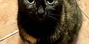 Maze joined the competition — help win amazing prizes! animal, cat, close_up, curious, cute, domestic_cat, ears, feline, floor, fur, green_eyes, indoor, looking_up, pet, portrait, sitting, small, tile, tortoiseshell, whiskers