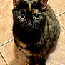 animal, cat, close_up, curious, cute, domestic_cat, ears, feline, floor, fur, green_eyes, indoor, looking_up, pet, portrait, sitting, small, tile, tortoiseshell, whiskers