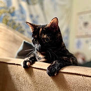 Maze is registered to the contest to win money with this photo: animal, cat, close_up, couch, cozy, curious, domestic_cat, feline, focused, fur, furniture, household, indoor, mammal, paws, pet, portrait, relaxed, tortoiseshell_cat, whiskers