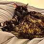 Maze is registered to the contest to win money with this photo: animal, blanket, cat, comfort, cozy, cute, domestic_animal, ears, feline, fur, green_eyes, indoor, pet, relaxed, resting, sleepy, soft, tail, tortoiseshell, whiskers
