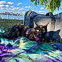 Maze is registered to the contest to win money with this photo: animal, blue_sky, cat, cityscape, clouds, daylight, grass, green_eyes, leash, leisure, nature, outdoor, pet, purple_harness, relaxing, river, sunlight, tie_dye_blanket, tortoiseshell_cat, tree