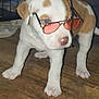 Ipkiss is registered to the contest to win money with this photo: puppy, dog, sunglasses, indoor, wooden_floor, pet, cute, white_and_brown, floor, cage, blanket, young_dog, animal, pet_accessory, pink_lenses, small_dog, standing, domestic_animal, playful, canine