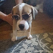 Ipkiss joined the competition — help win amazing prizes! puppy, dog, sunglasses, indoor, carpet, floor, human_hand, pet, cute, animal, brown_and_white, small_dog, accessory, fashion, domestic, young_dog, standing, home, canine, funny