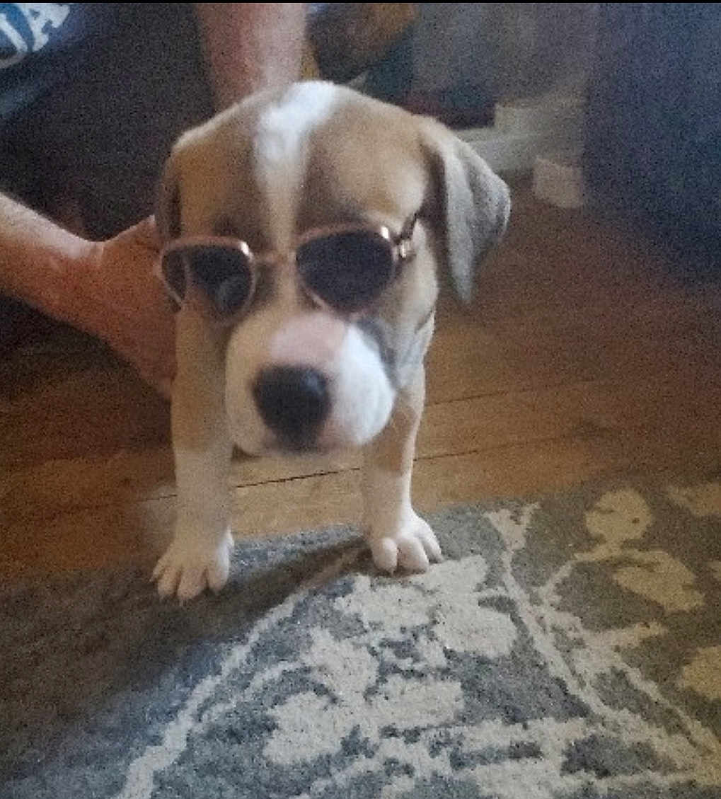 Ipkiss joined the competition — help win amazing prizes! puppy, dog, sunglasses, indoor, carpet, floor, human_hand, pet, cute, animal, brown_and_white, small_dog, accessory, fashion, domestic, young_dog, standing, home, canine, funny