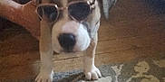 Gia is registered to the contest to win money with this photo: accessory, animal, brown_and_white, canine, carpet, cute, dog, domestic, fashion, floor, funny, home, human_hand, indoor, pet, puppy, small_dog, standing, sunglasses, young_dog