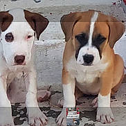 Gia joined the competition — help win amazing prizes! puppies, dogs, pets, animals, sitting, concrete, step, red_brick, wall, outdoor, young, cute, brown, white, ears, tail, front_paws, looking, daylight, closeup