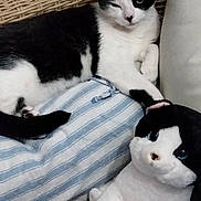 Simba participe au concours pour gagner de l'argent avec cette photo : animal, black_and_white, cat, closeup, companion, couch, cozy, cute, feline, furniture, home, indoor, paw, pet, plush_toy, relaxed, resting, soft_toy, striped_cushion, winking