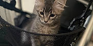 Kiwi a rejoint le concours — aidez-le/la à gagner de superbes lots ! kitten, cat, gray_tabby, mesh_basket, curious, indoor, pet, animal, cute, small, young, feline, close_up, soft_focus, black_mesh, cage, sitting, portrait, whiskers, ears