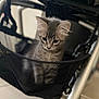 kitten, cat, gray_tabby, mesh_basket, curious, indoor, pet, animal, cute, small, young, feline, close_up, soft_focus, black_mesh, cage, sitting, portrait, whiskers, ears