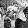 cat, kitten, sleeping, paw, whiskers, close_up, black_and_white, fur, cozy, blanket, resting, cute, pet, animal, soft, relaxation, domestic_cat, feline, sleep, peaceful