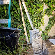 Kiwi a rejoint le concours — aidez-le/la à gagner de superbes lots ! cat, tabby_cat, green_eyes, garden, ivy, plants, dirt, shovel, bucket, chair, outdoor, pet, animal, feline, sitting, curious, nature, sunlight, leaf, tool