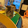 kitten, cat, indoor, colorful, wooden_toy, carpet, furniture, curious, pet, cute, animal, playful, cozy, living_room, orange_chair, window, curtains, soft_light, home, domestic