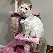 Stella joined the competition — help win amazing prizes! cat, cat_tree, pink, plush, pet, indoor, feline, animal, white_cat, curious, cute, sitting, scratching_post, collar, tag, fur, whiskers, ears, tail, home
