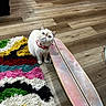 Stella joined the competition — help win amazing prizes! cat, white_cat, blue_eyes, collar, skateboard, wooden_floor, rug, colorful_rug, shaggy_rug, indoor, pet, animal, cute, curious, flooring, playful, domestic, small_pet, household, feline