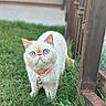 Stella joined the competition — help win amazing prizes! cat, blue_eyes, white_fur, pink_collar, grass, outdoor, fence, pet, animal, cute, curious, whiskers, nature, small, standing, fluffy, domestic_cat, closeup, daylight, garden