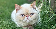 Stella is registered to the contest to win money with this photo: cat, blue_eyes, grass, fence, outdoor, pet, fluffy, cream_colored, close_up, animal, nature, cute, curious, lying_down, whiskers, ears, collar, garden, soft_focus, daylight