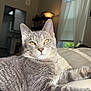 cat, cozy, curtains, domestic_animal, ears, feline, fur, gray_tabby, home, indoor, living_room, pet, portrait, relaxed, resting, soft_surface, sunlight, whiskers, window, yellow_eyes