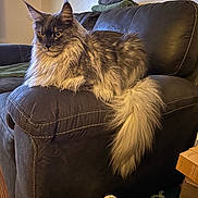 Ruby is registered to the contest to win money with this photo: cat, fluffy, long_hair, couch, leather, indoor, living_room, furniture, pet, animal, relaxed, sitting, tail, yellow_eyes, fur, domestic_cat, cozy, household, portrait, window