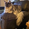 cat, fluffy, long_hair, couch, leather, indoor, living_room, furniture, pet, animal, relaxed, sitting, tail, yellow_eyes, fur, domestic_cat, cozy, household, portrait, window