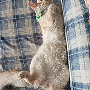 Simba a rejoint le concours — aidez-le/la à gagner de superbes lots ! accessories, angora, animal, baby, blanket, canine, cat, couch, cushion, furniture, homedecor, kitten, linen, manx, person, pet, quilt, siamese, sleeping, strap