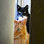 animal, black_cat, blurred_background, cat, close_up, curtain, ears, eyes, feline, indoor, light, mystery, orange_cat, peeking, pet, shadow, soft_focus, two_cats, whiskers, window