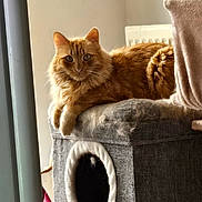 Biscuit is registered to the contest to win money with this photo: animal, cat, cat_condo, cozy, cute, domestic_cat, feline, fluffy, fur, home, indoor, looking_at_camera, orange_cat, pet, portrait, radiator, relaxed, resting, soft_light, window