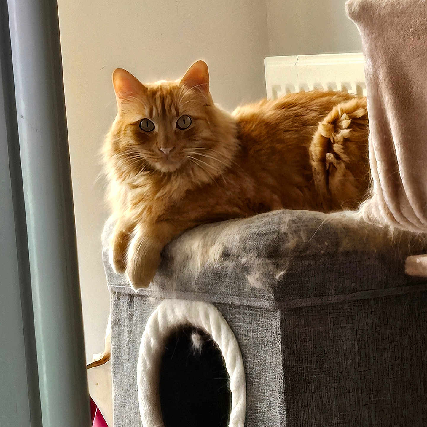 Biscuit