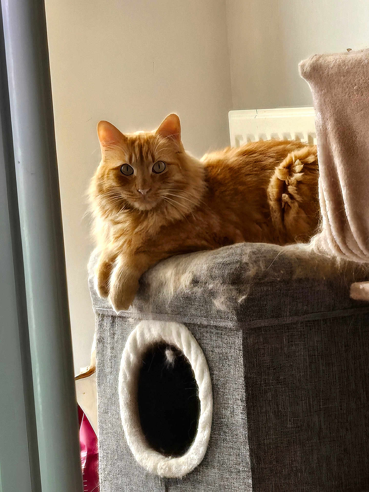 Biscuit