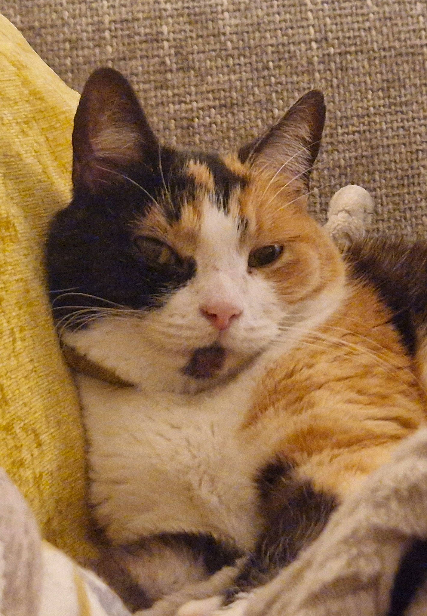 Willow joined the competition — help win amazing prizes! carnivore, cat, comfort, domestic_short_haired_cat, eye, felidae, fur, paw, sitting, small_to_medium_sized_cats, snout, tail, tree, whiskers, window
