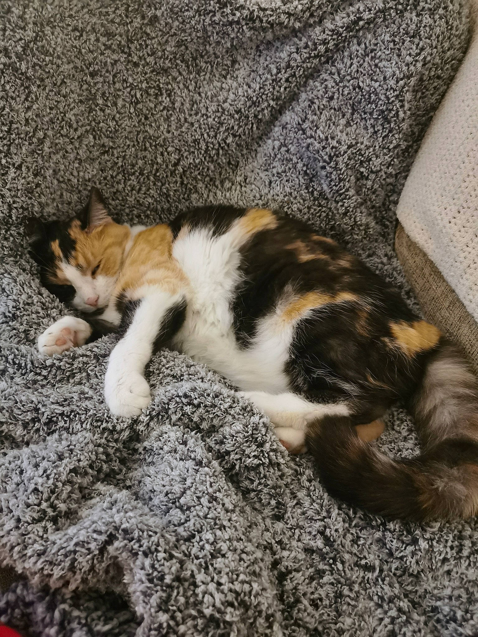Willow is registered to the contest to win money with this photo: canidae, carnivore, cat, claw, comfort, domestic_short_haired_cat, felidae, flooring, fur, grass, linens, nap, paw, sleep, small_to_medium_sized_cats, tail, whiskers, wood