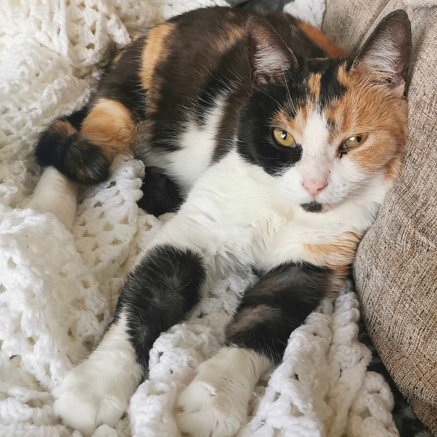 Willow