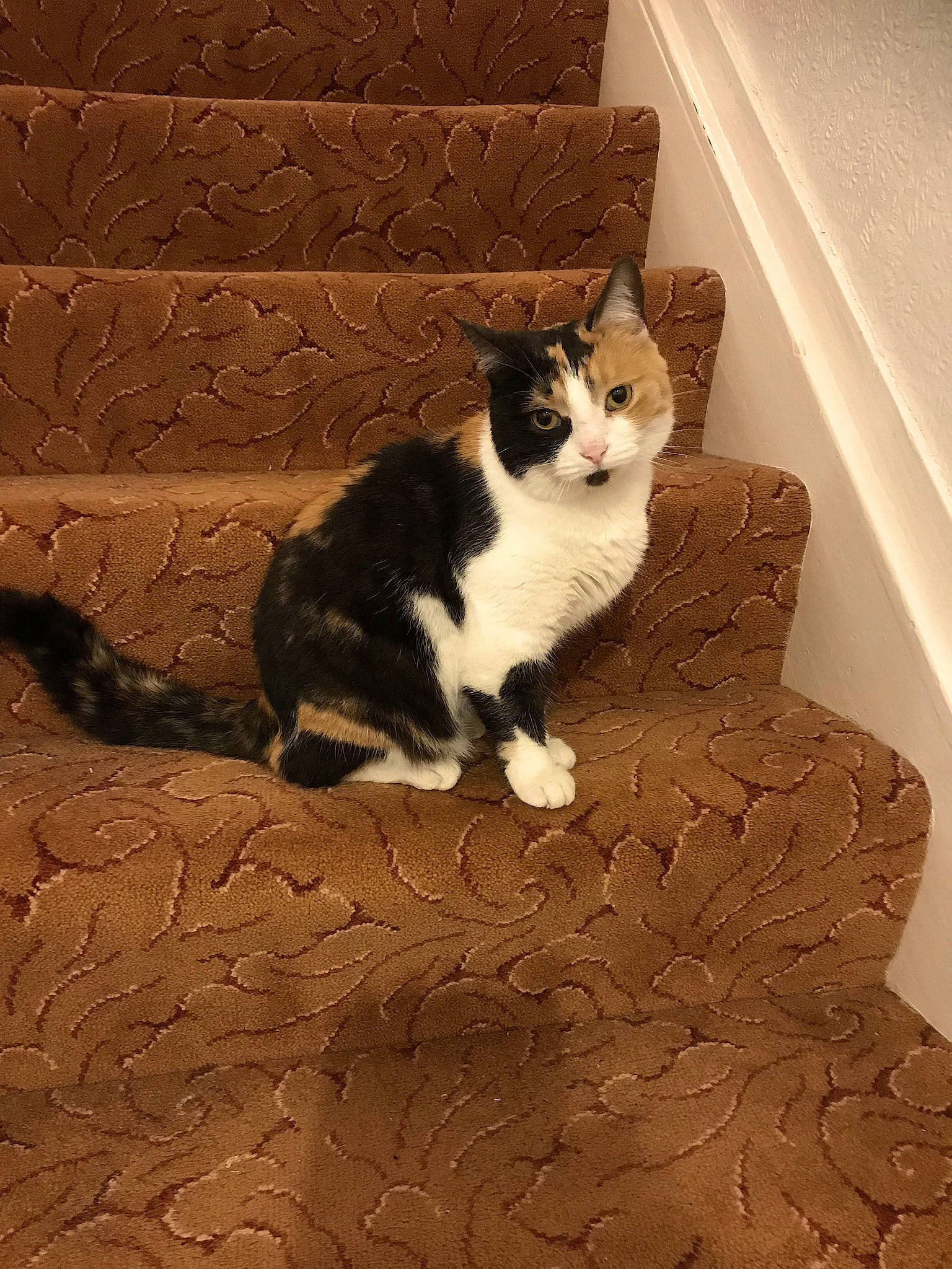 Willow is registered to the contest to win money with this photo: brown, carnivore, cat, domestic_short_haired_cat, felidae, floor, flooring, fur, hardwood, mammal, paw, small_to_medium_sized_cats, snout, stairs, tail, tints_and_shades, vertebrate, wall, whiskers, wood