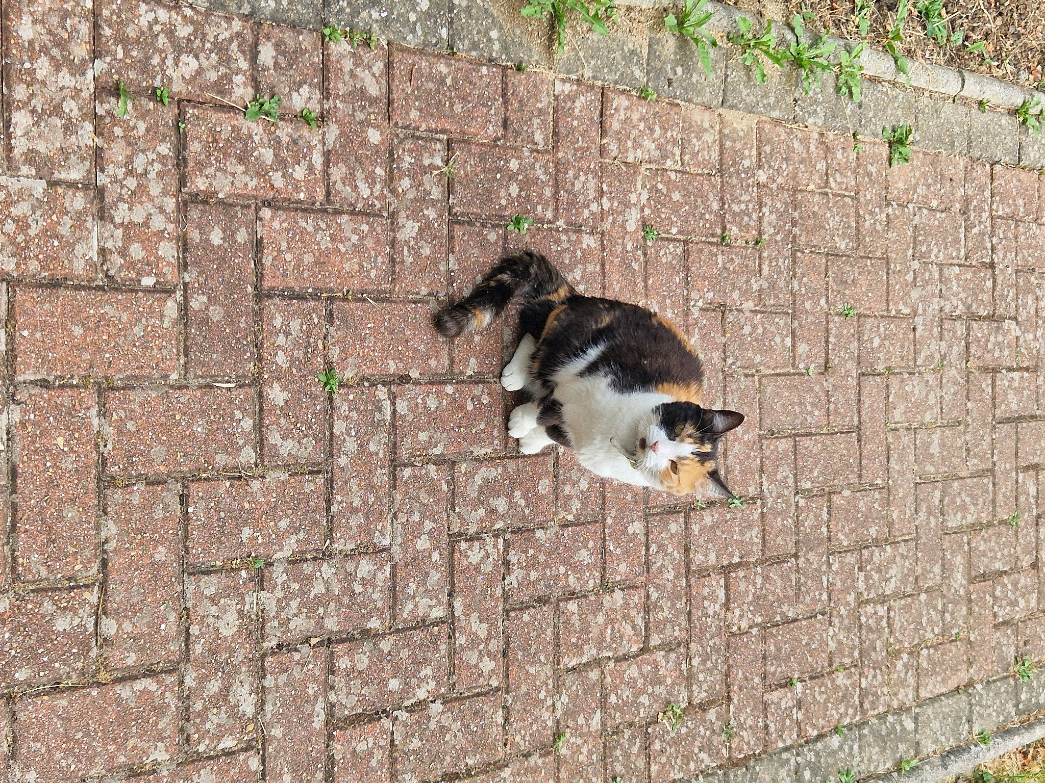 Willow joined the competition — help win amazing prizes! beak, brick, brickwork, canidae, carnivore, cat, companion_dog, dog, dog_breed, felidae, flooring, grass, pet_supply, plant, road_surface, small_to_medium_sized_cats, sporting_group, tail, terrestrial_animal, wall