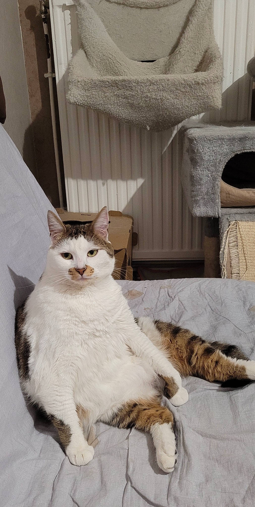 Ninou participe au concours pour gagner de l'argent avec cette photo : carnivore, cat, cat_supply, comfort, domestic_short_haired_cat, door, felidae, flooring, fur, hardwood, linens, mammal, paw, sitting, small_to_medium_sized_cats, tail, terrestrial_animal, vertebrate, whiskers, window