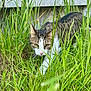 cat, tabby_cat, white_cat, grass, outdoor, nature, animal, feline, predator, greenery, plant, stalking, close_up, mammal, whiskers, ears, nose, eyes, wildlife, alert