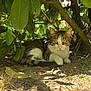 cat, tabby_cat, white_paws, animal, outdoor, nature, green_leaves, shade, sunlight, ground, plant, tree_branch, feline, pet, resting, curious, closeup, mammal, wildlife, daylight