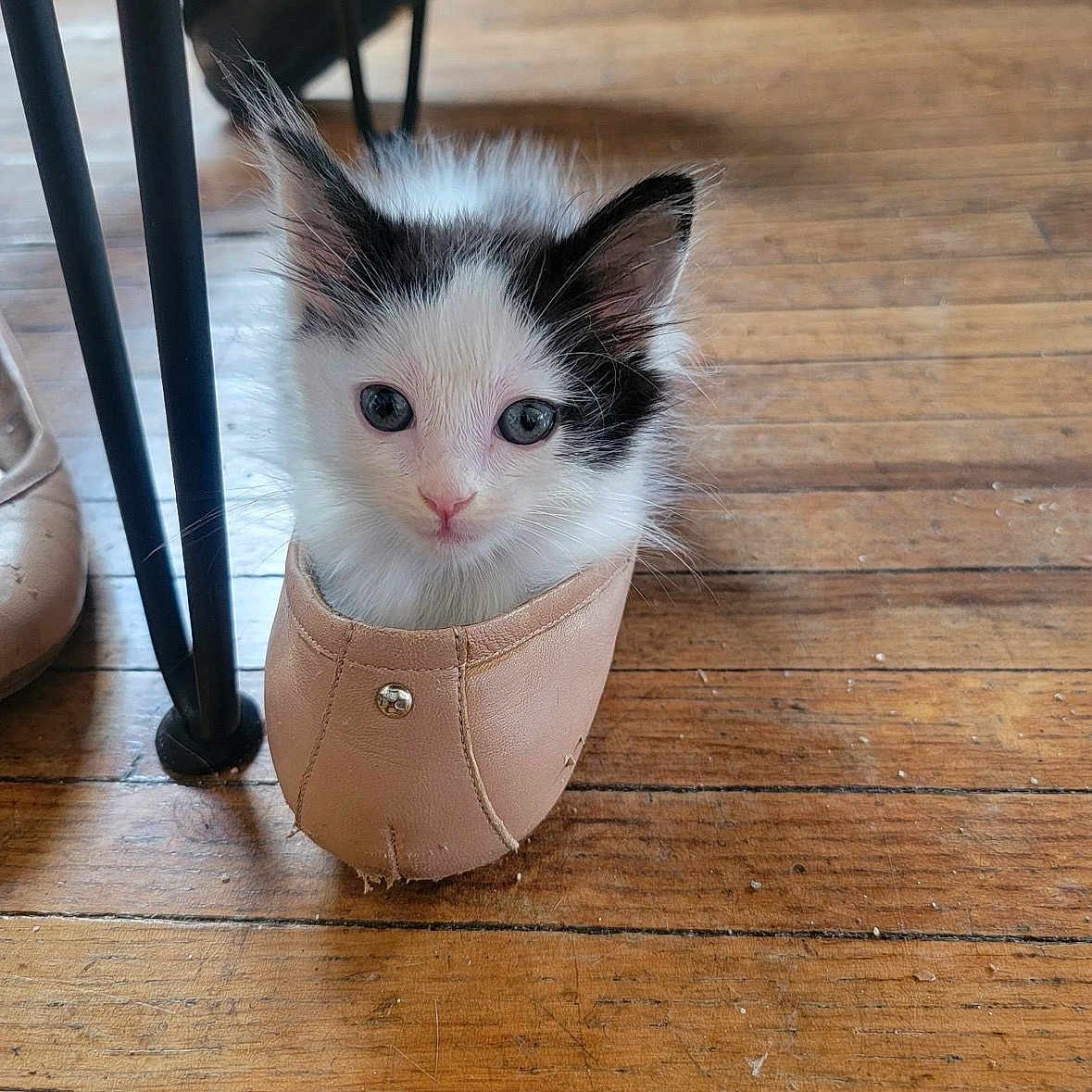 Arya joined the competition — help win amazing prizes! kitten, cat, shoe, wooden_floor, black_and_white, pet, indoor, curious, small, cute, animal, feline, flooring, footwear, sitting, domestic, eye_contact, soft_fur, tiny, cozy