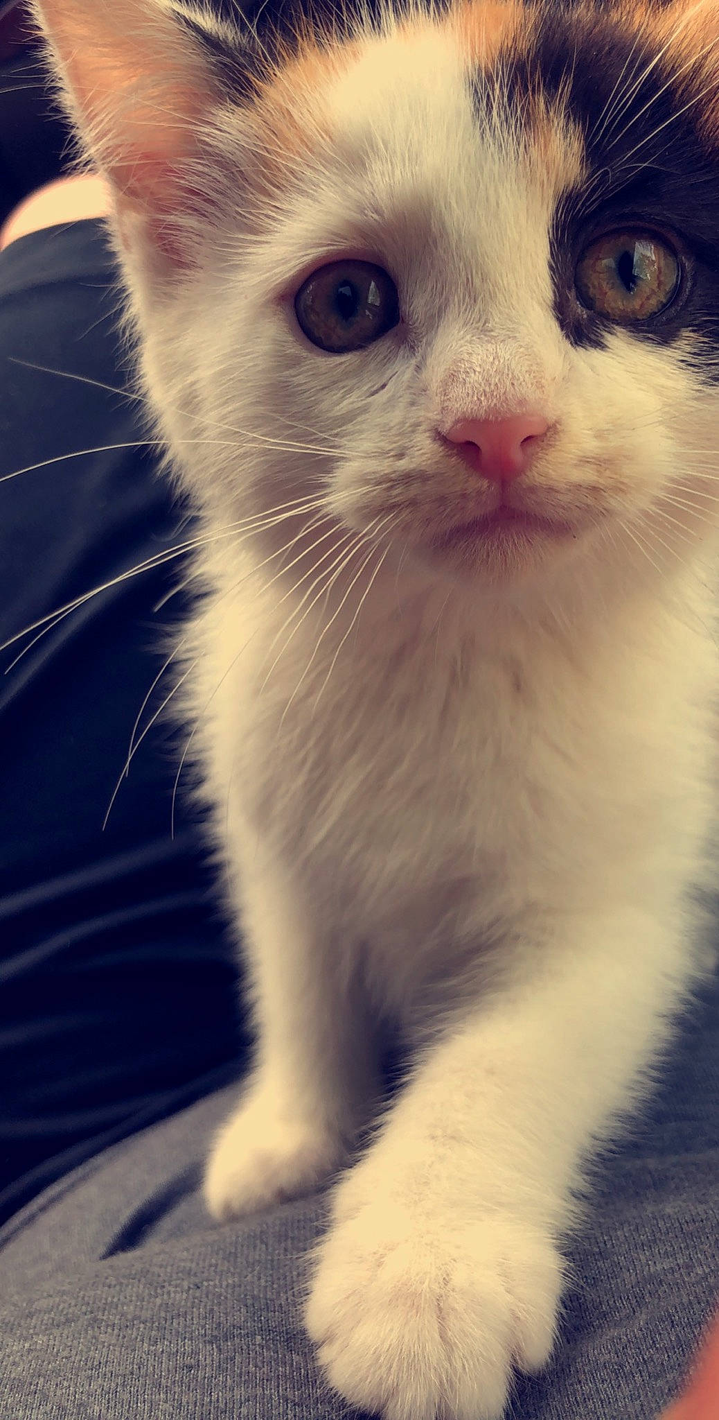 Niko is registered to the contest to win money with this photo: aegean_cat, american_curl, american_wirehair, burmilla, carnivore, cat, close_up, domestic_short_haired_cat, eye, felidae, fur, kitten, mammal, nose, polydactyl_cat, small_to_medium_sized_cats, snout, turkish_angora, turkish_van, whiskers