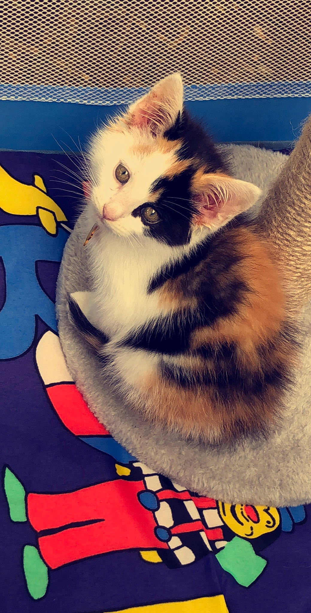 Niko is registered to the contest to win money with this photo: american_wirehair, asian, carnivore, cat, domestic_short_haired_cat, ear, european_shorthair, felidae, fur, kitten, polydactyl_cat, small_to_medium_sized_cats, tail, whiskers