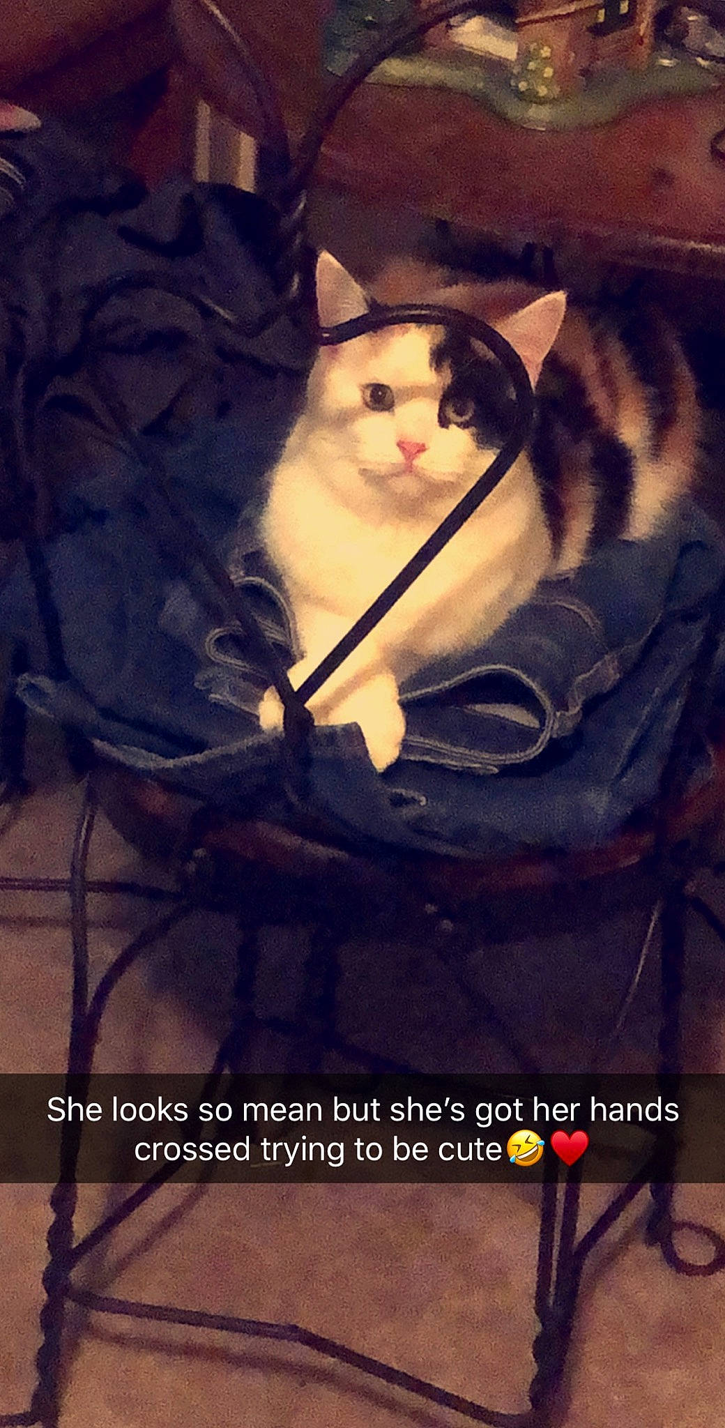 Niko joined the competition — help win amazing prizes! aegean_cat, asian, carnivore, cat, domestic_short_haired_cat, european_shorthair, felidae, kitten, photo_caption, small_to_medium_sized_cats, tail, whiskers