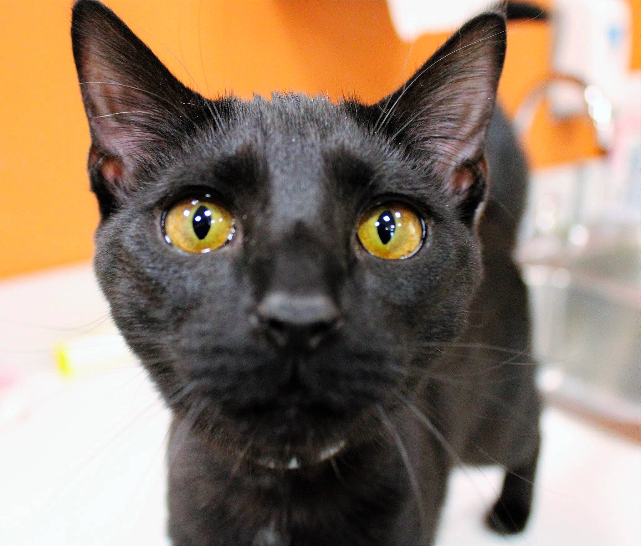 Eve joined the competition — help win amazing prizes! bombay, carnivore, cat, domestic_short_haired_cat, felidae, fur, pet_supply, small_to_medium_sized_cats, snout, terrestrial_animal, whiskers