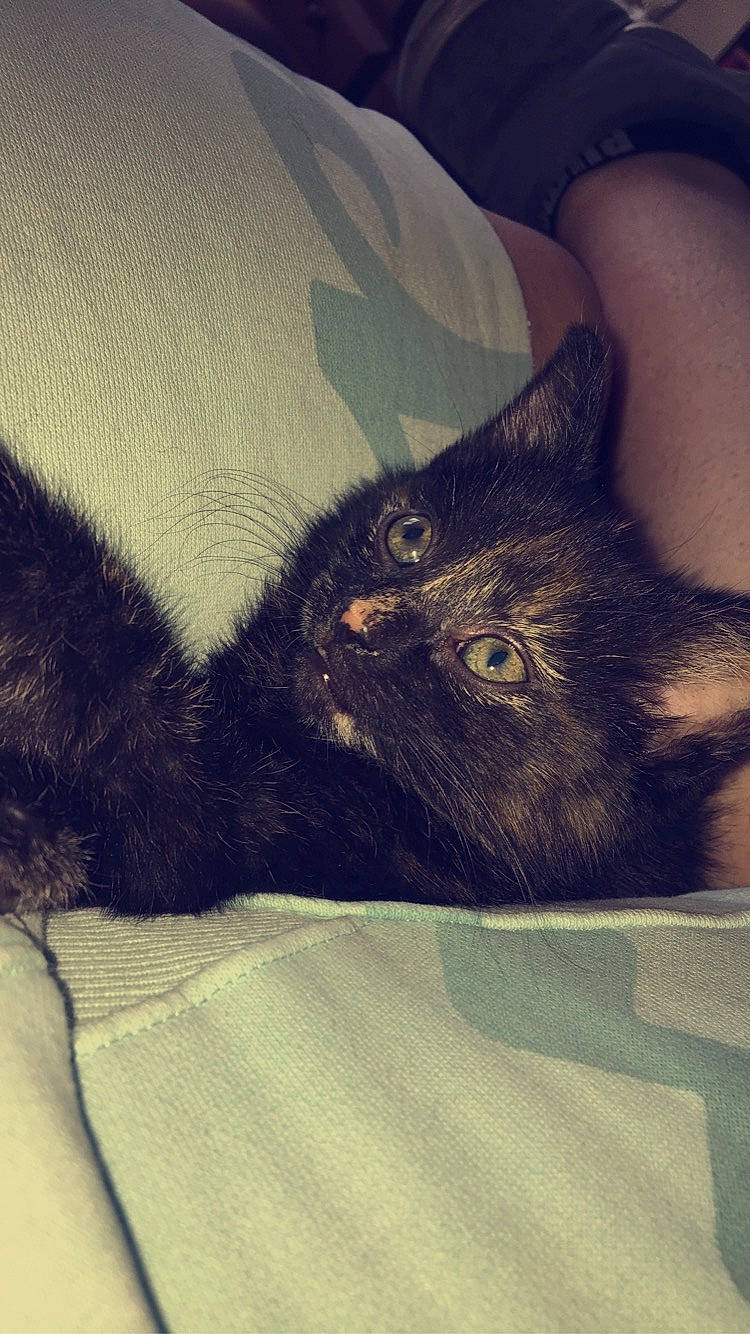 Flower joined the competition — help win amazing prizes! asian, black_cat, carnivore, cat, domestic_long_haired_cat, domestic_short_haired_cat, felidae, fur, kitten, small_to_medium_sized_cats, tail, whiskers