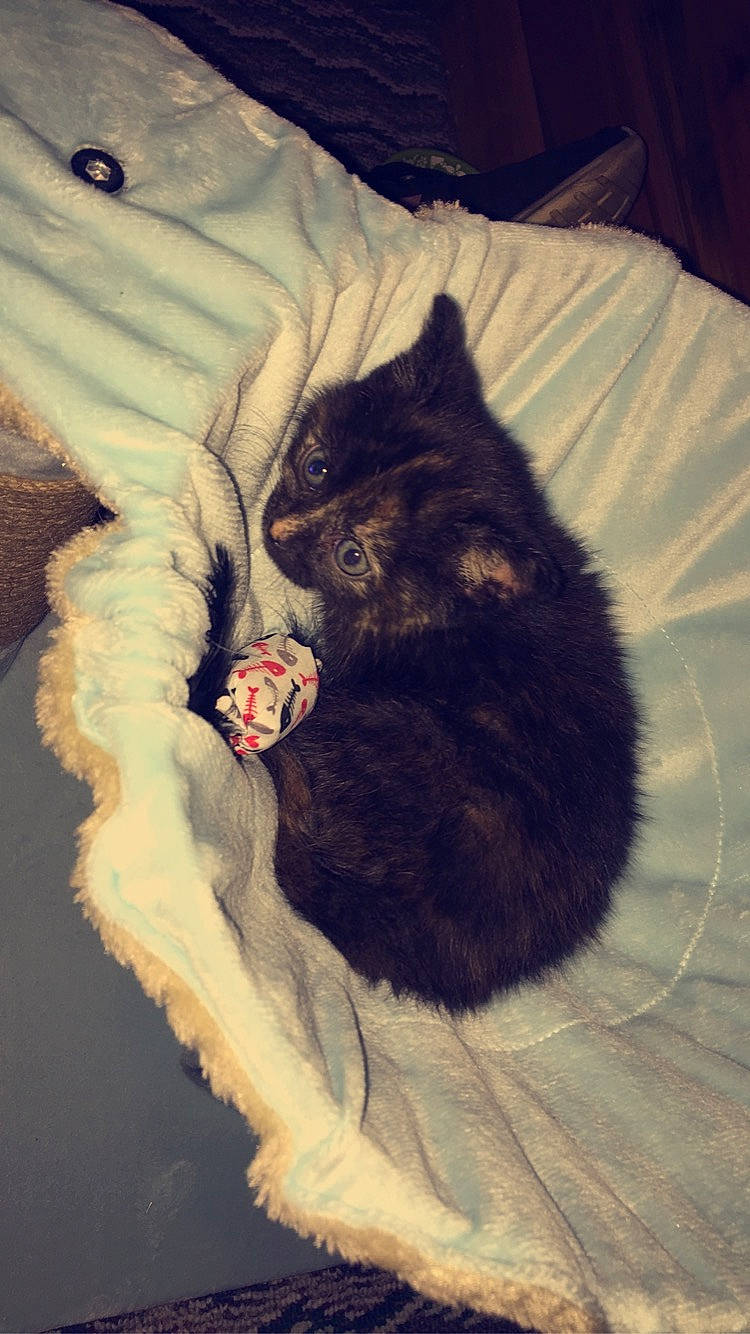 Flower joined the competition — help win amazing prizes! american_curl, asian, black, black_cat, british_semi_longhair, carnivore, cat, claw, cymric, domestic_long_haired_cat, domestic_short_haired_cat, ear, european_shorthair, felidae, fur, kitten, norwegian_forest_cat, small_to_medium_sized_cats, tail, whiskers