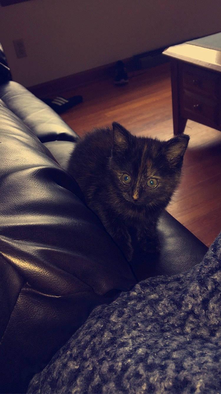 Flower joined the competition — help win amazing prizes! asian, black_cat, carnivore, cat, domestic_short_haired_cat, ear, european_shorthair, eye, felidae, fur, kitten, sitting, sky, small_to_medium_sized_cats, snout, tabby_cat, whiskers