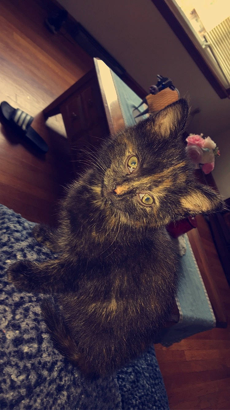 Flower is registered to the contest to win money with this photo: carnivore, cat, domestic_long_haired_cat, felidae, fur, maine_coon, norwegian_forest_cat, small_to_medium_sized_cats, tail, whiskers